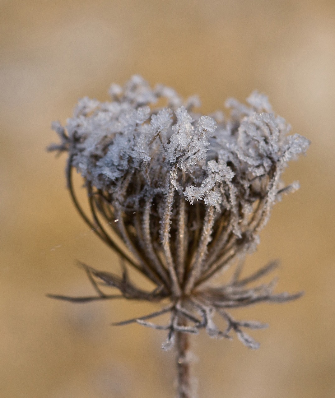 frost ice crystals free photo