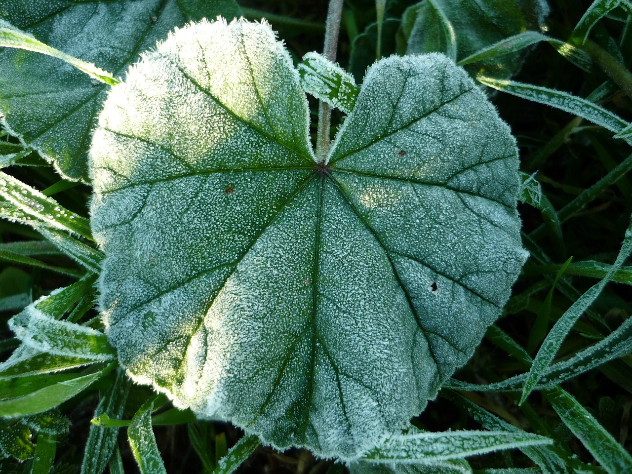 frost ice leaf free photo
