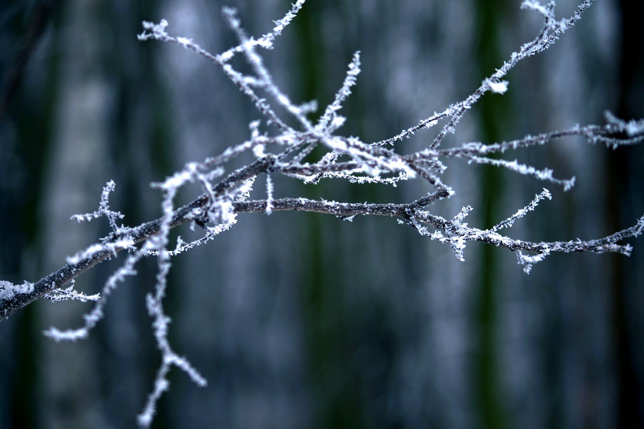 frost winter frozen free photo