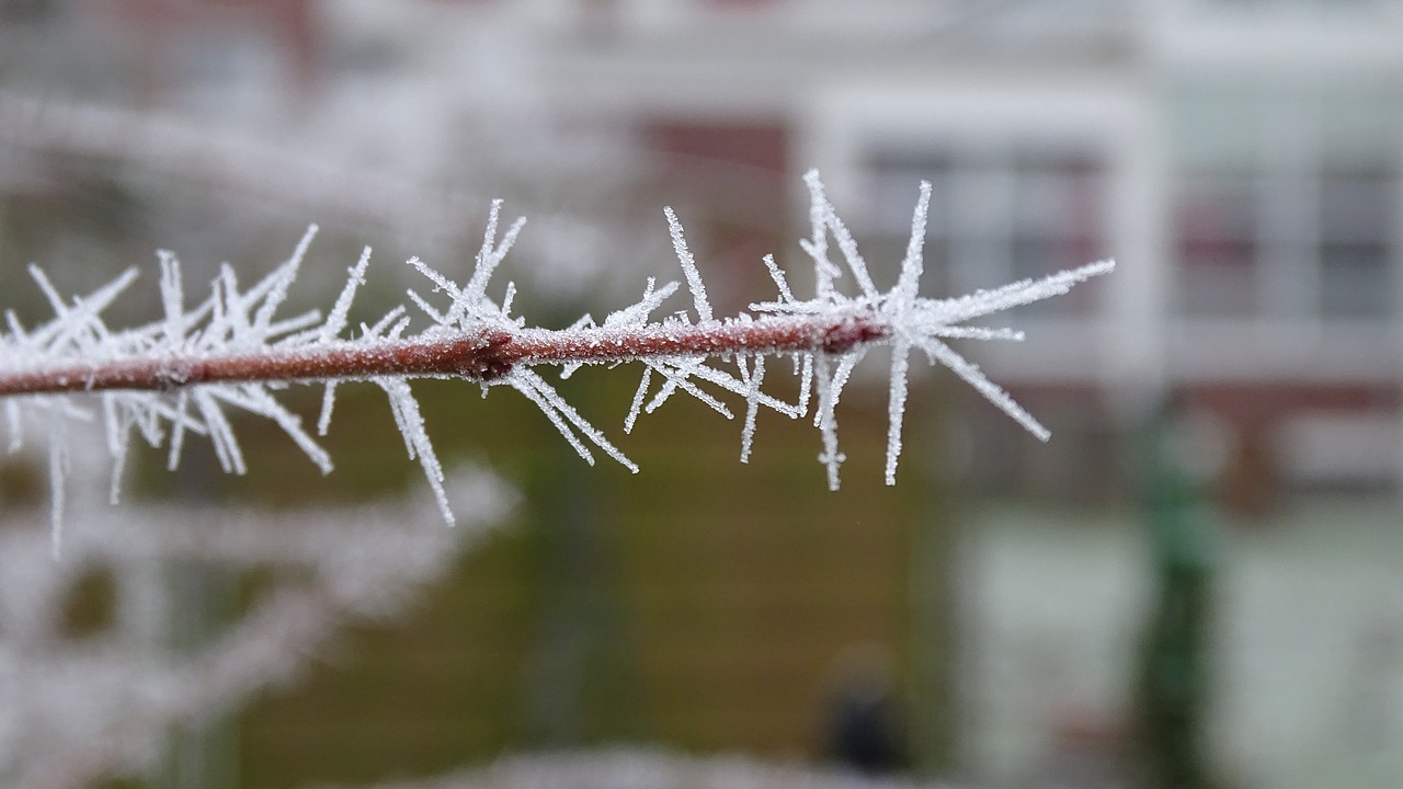 frost branch bush free photo