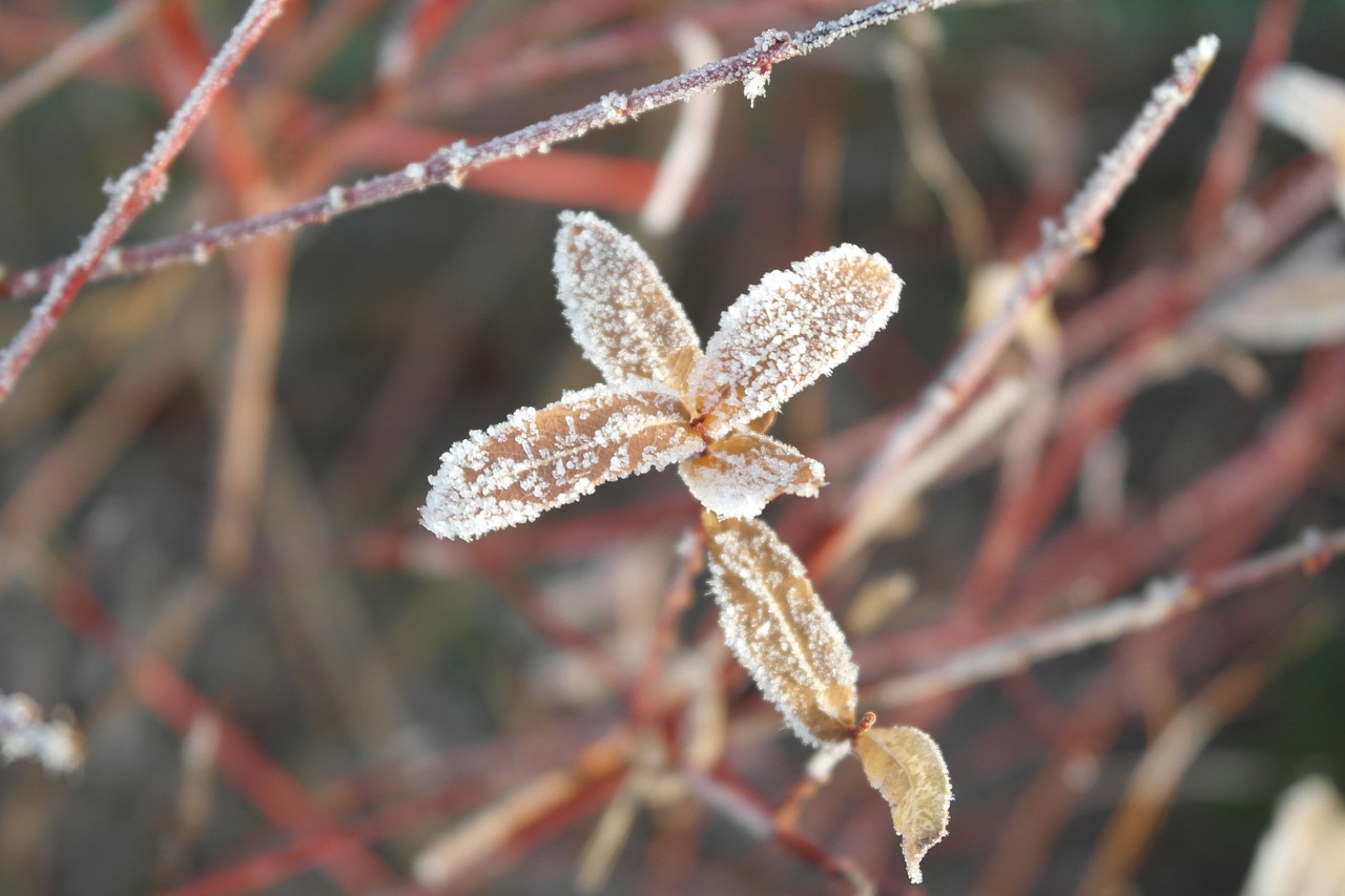 frost winter snow free photo