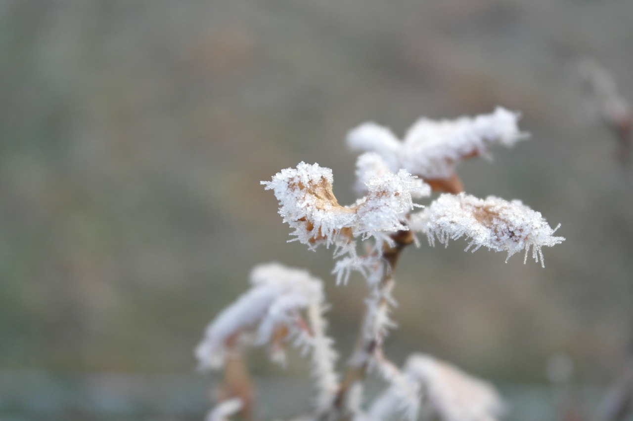 frost winter cold free photo