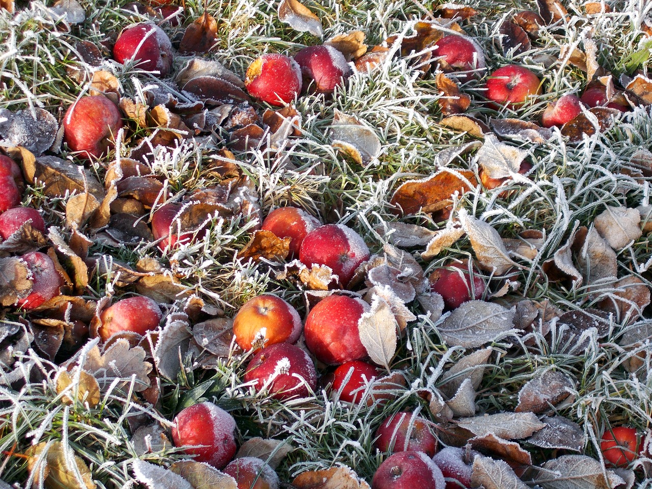 frost winter apple free photo