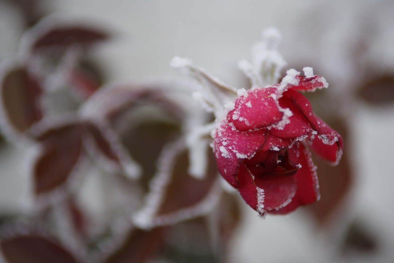 frost red rose flower free photo