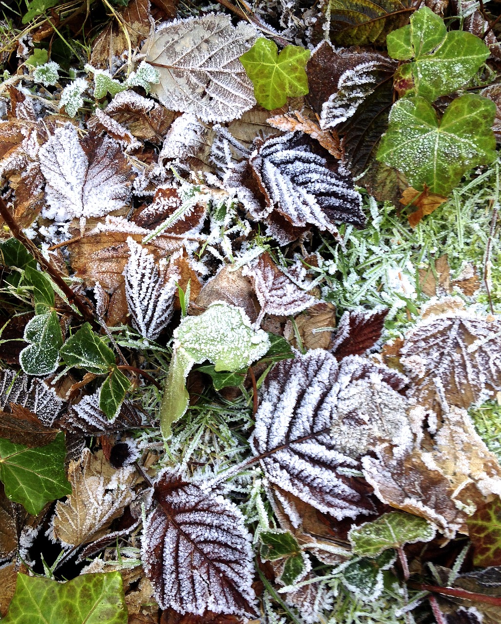 frost leaves autumn free photo