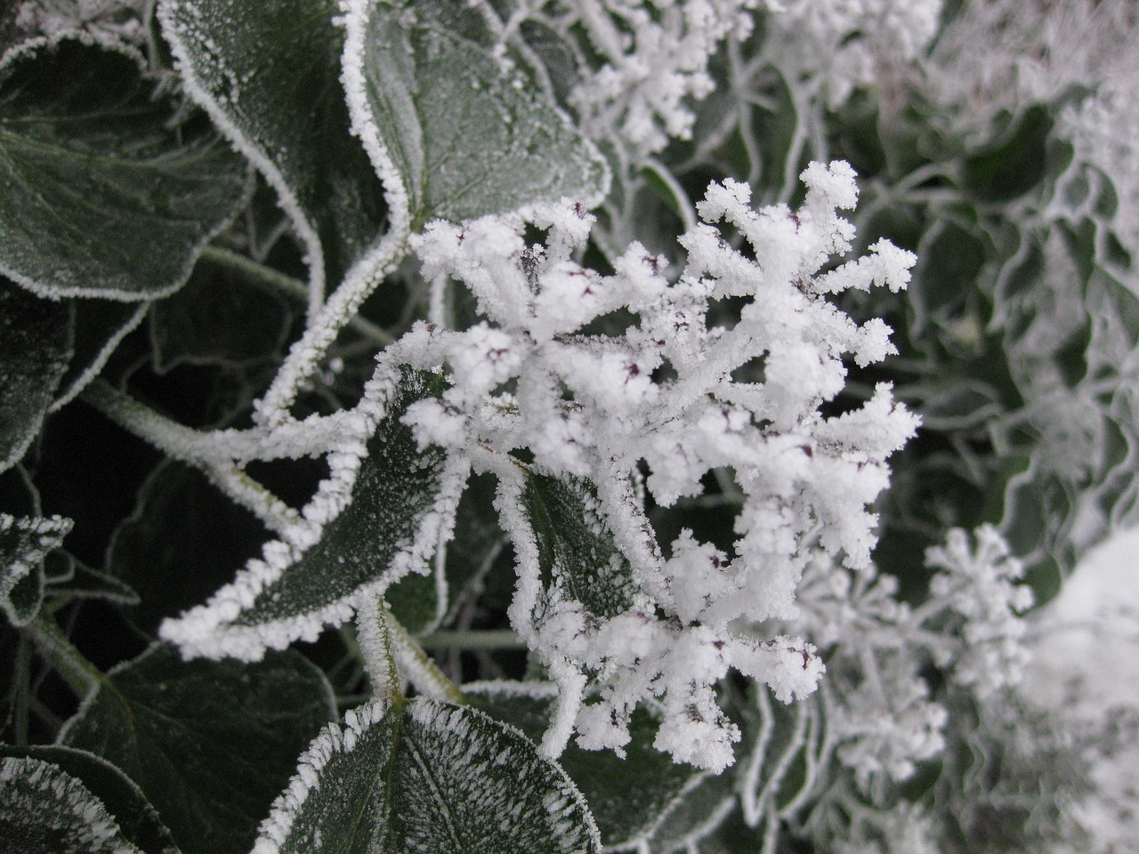 frost winter nature free photo