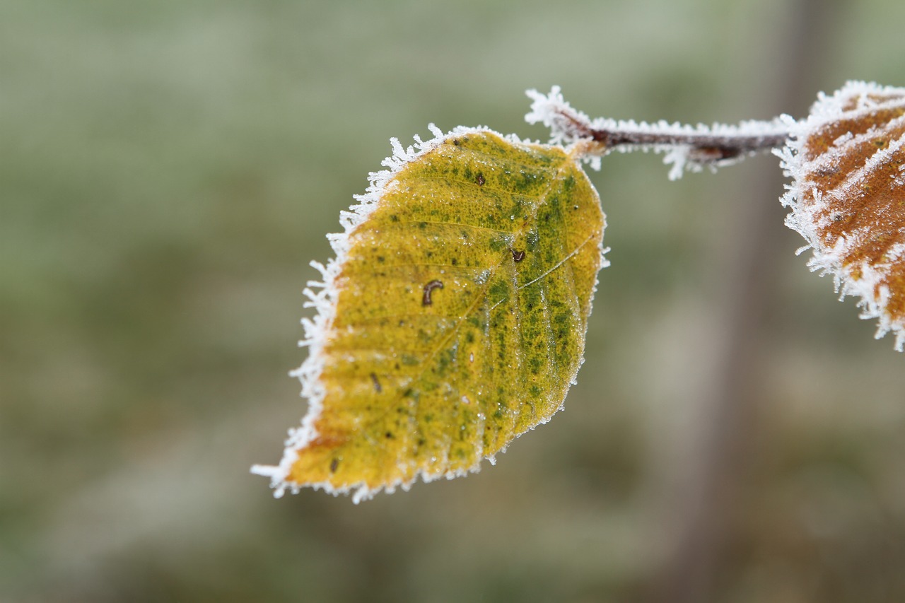 frost beech leaf leaf free photo