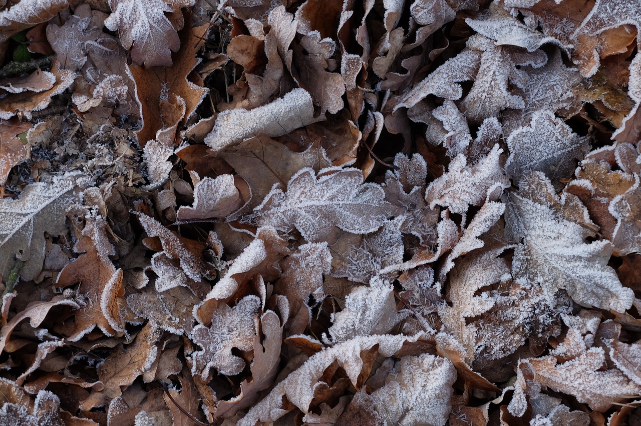 frost foliage autumn free photo