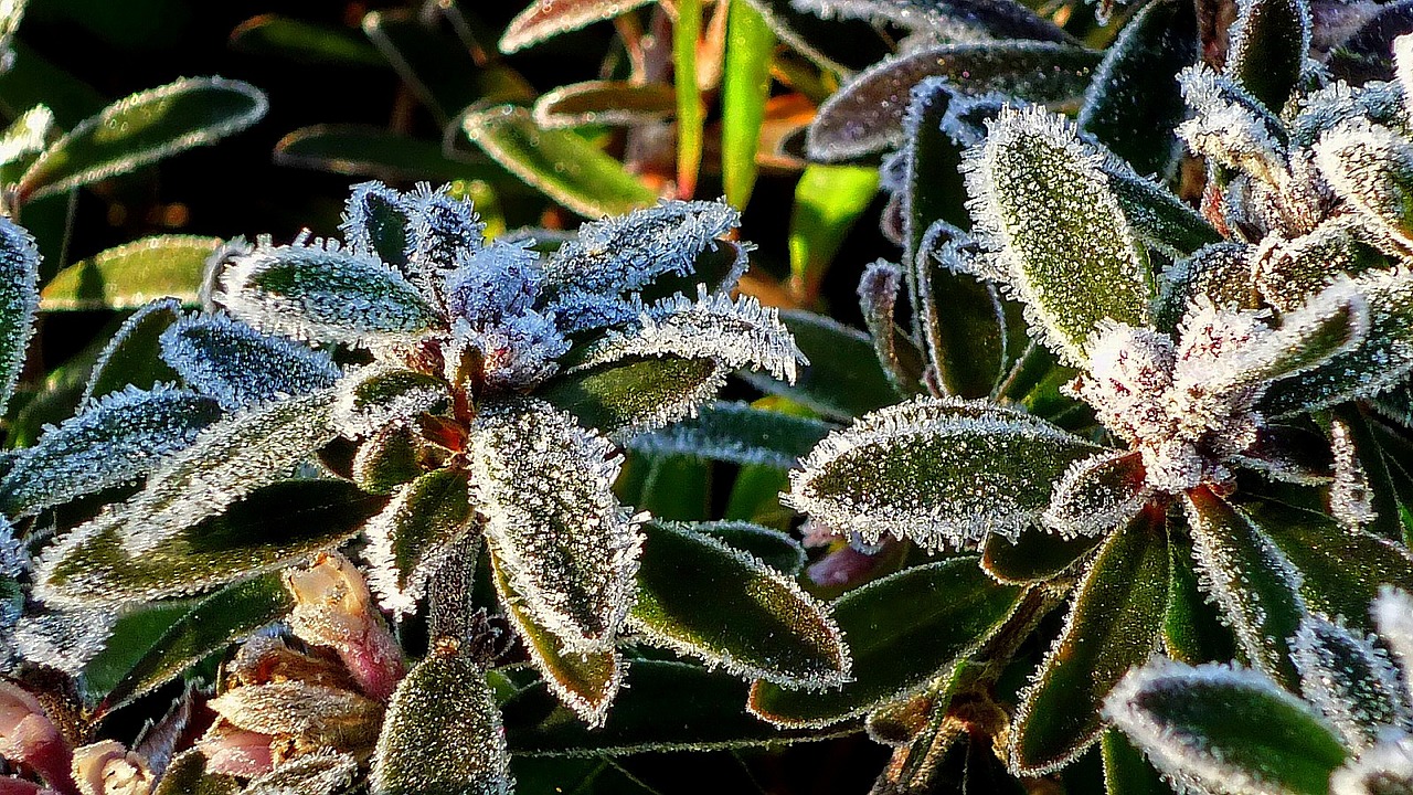 frost ice frosty leaves free photo