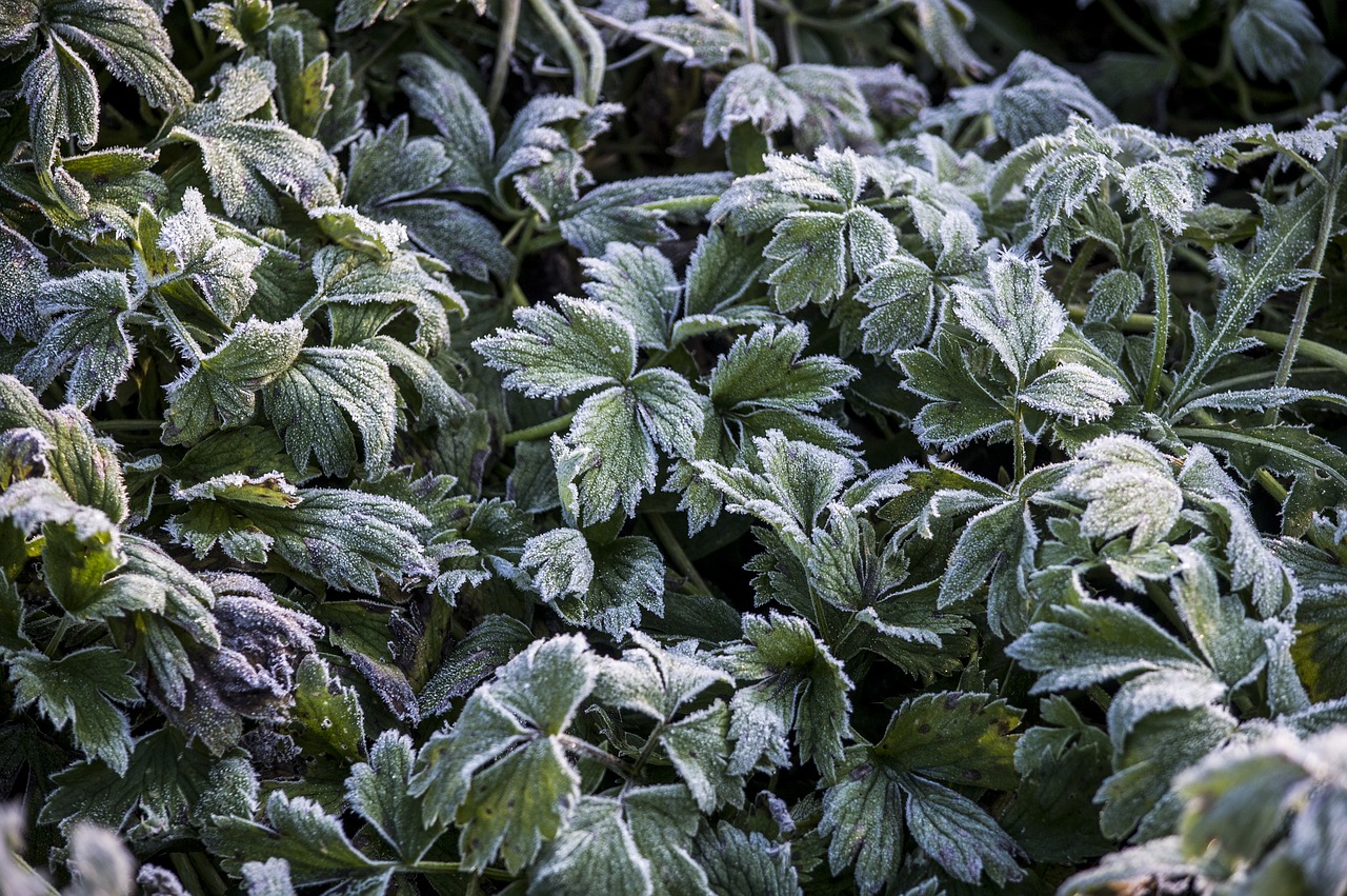 frost grass autumn free photo