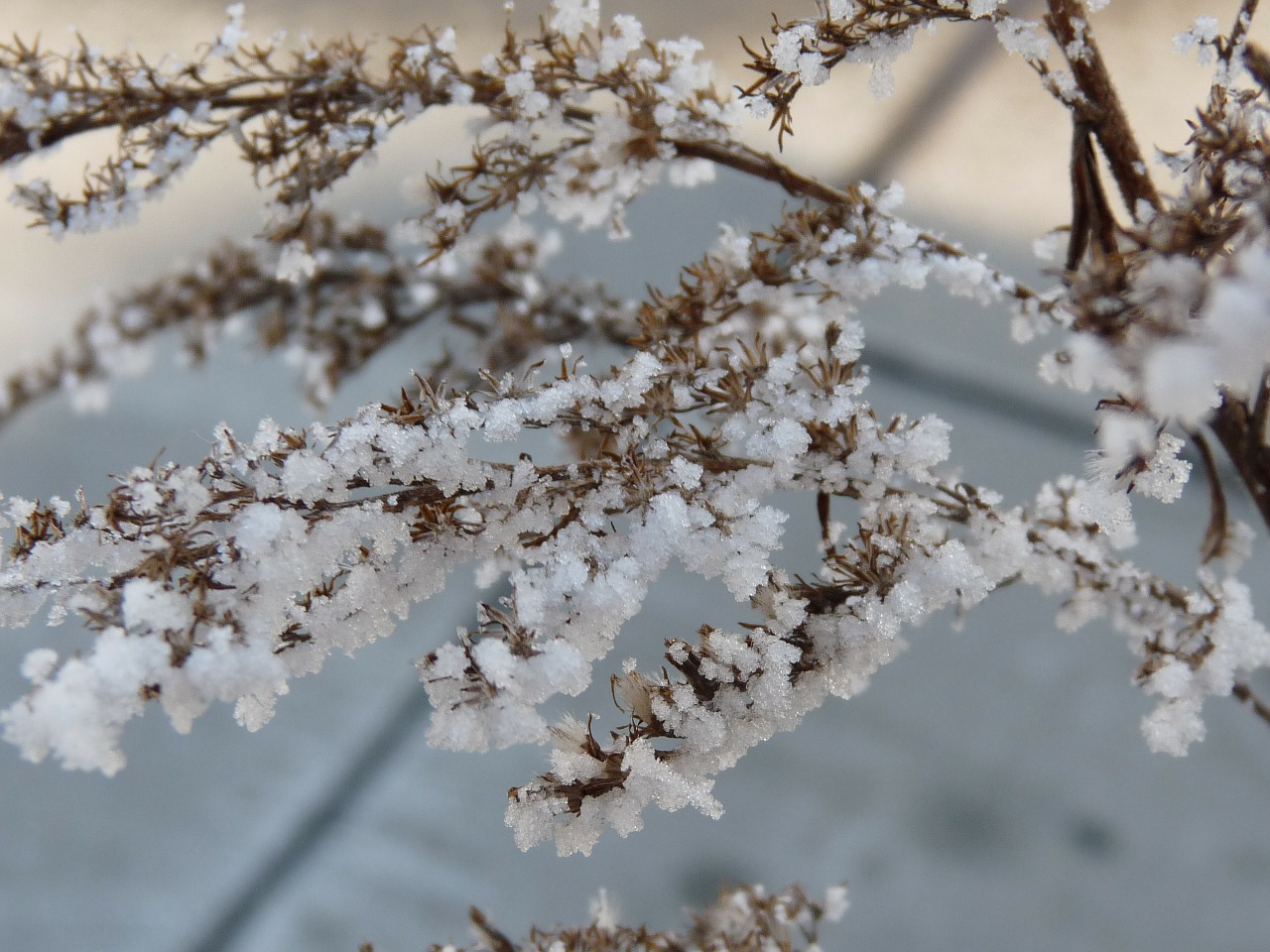 frost plant winter free photo