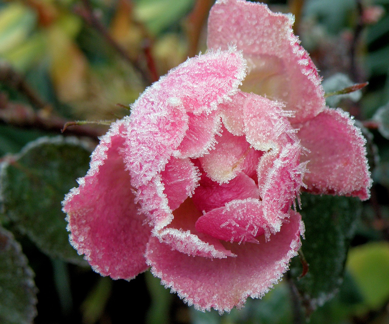 frost flower winter free photo