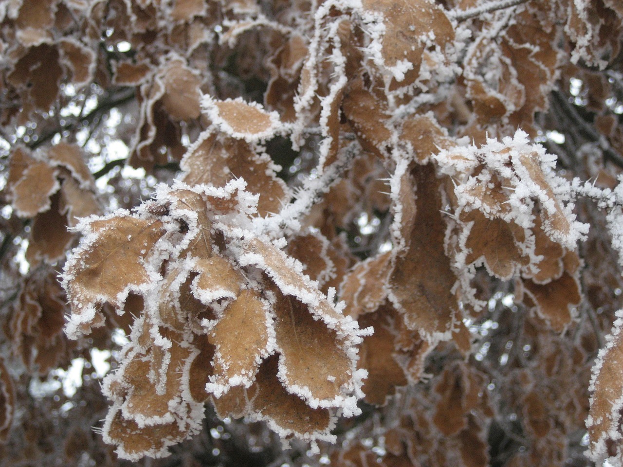 frost hoarfrost cold free photo