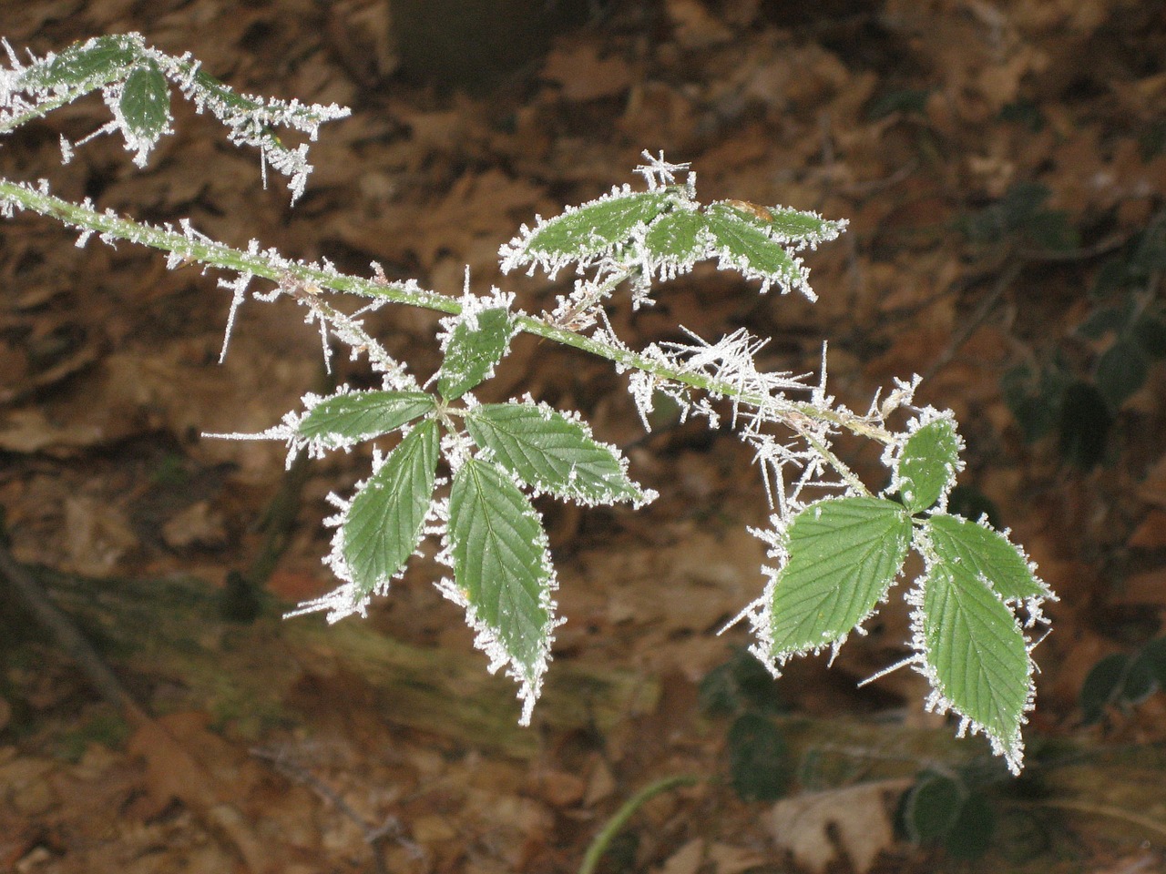 frost hoarfrost cold free photo