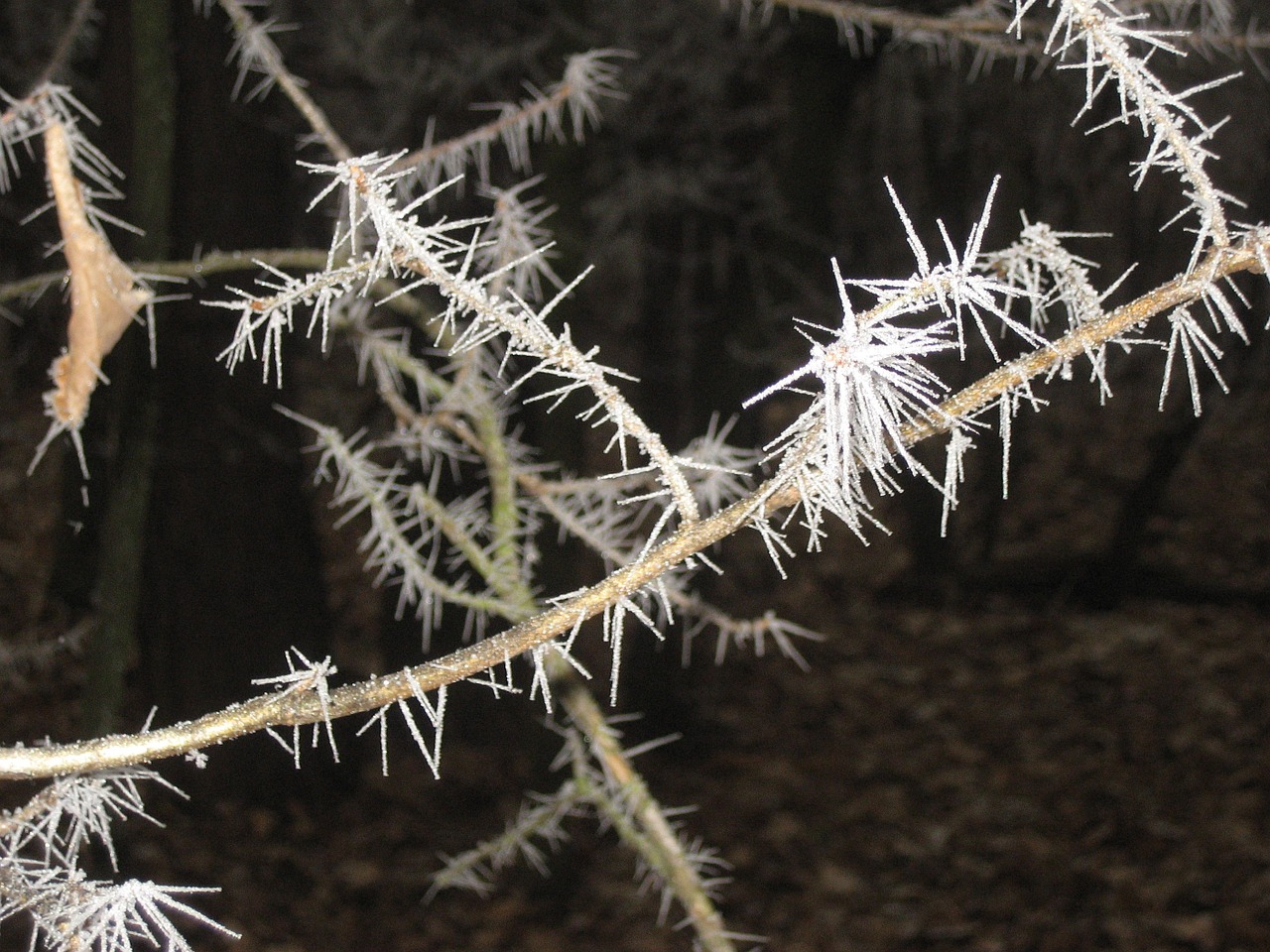 frost hoarfrost cold free photo