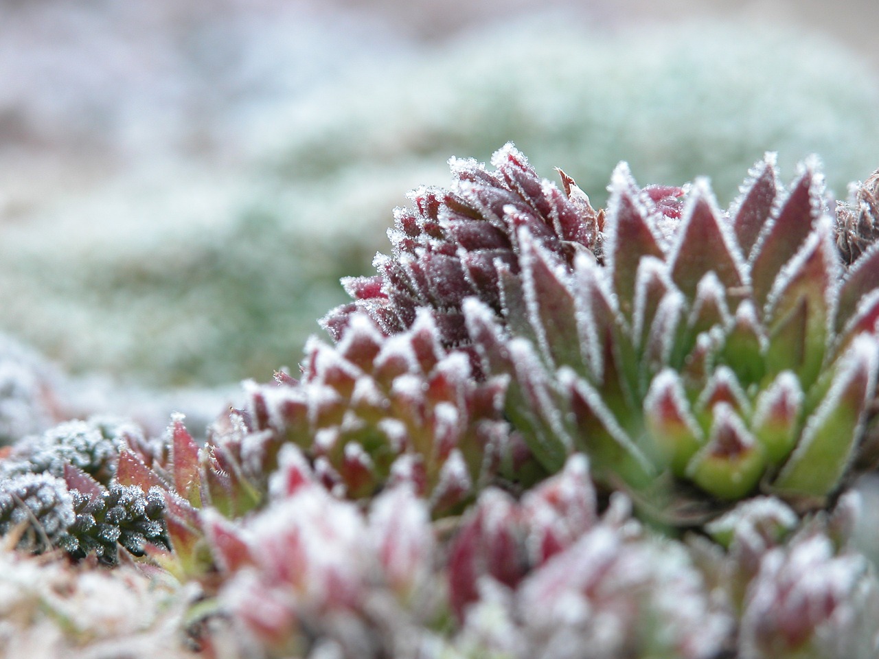 frost plant cold free photo