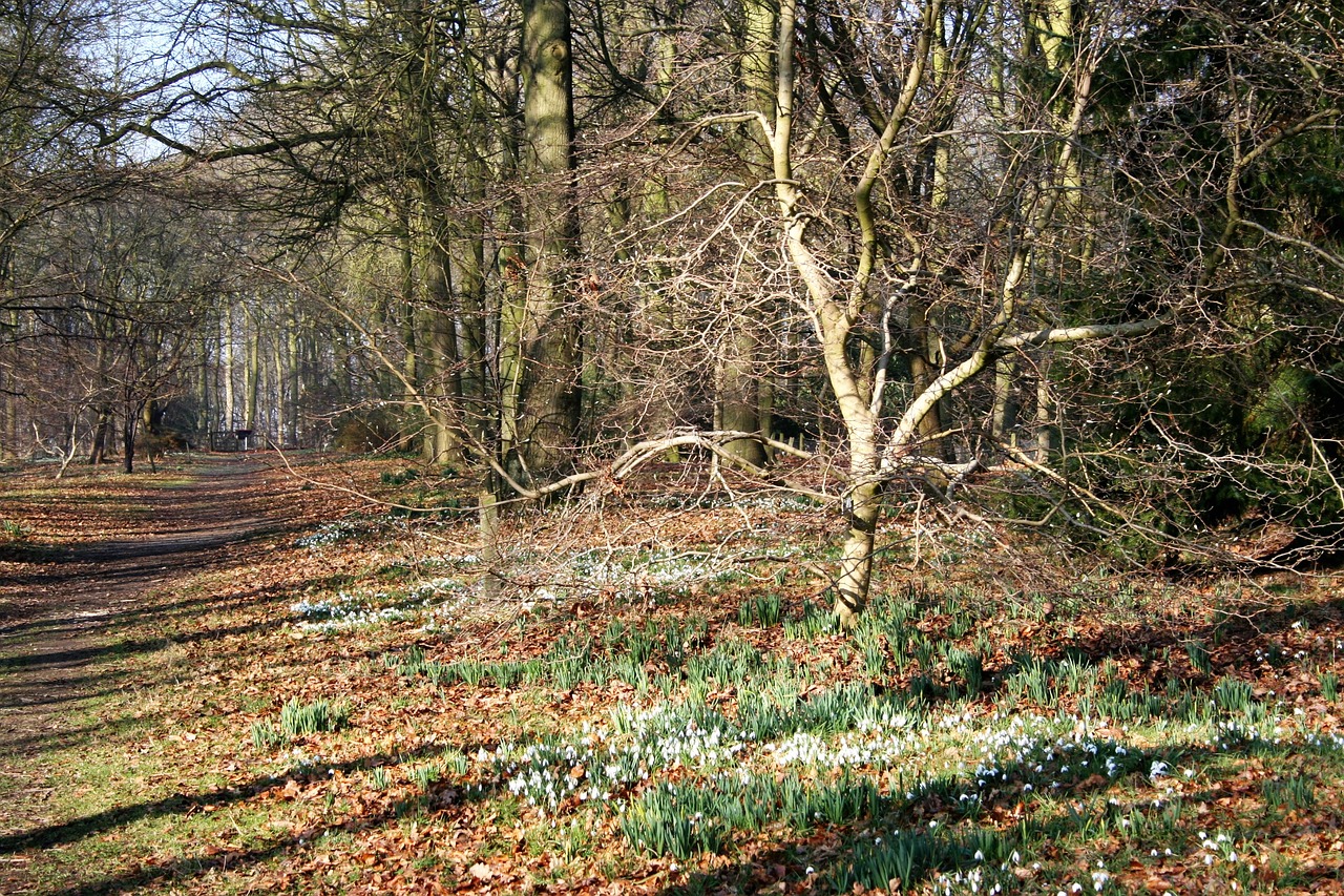 frost garden winter free photo