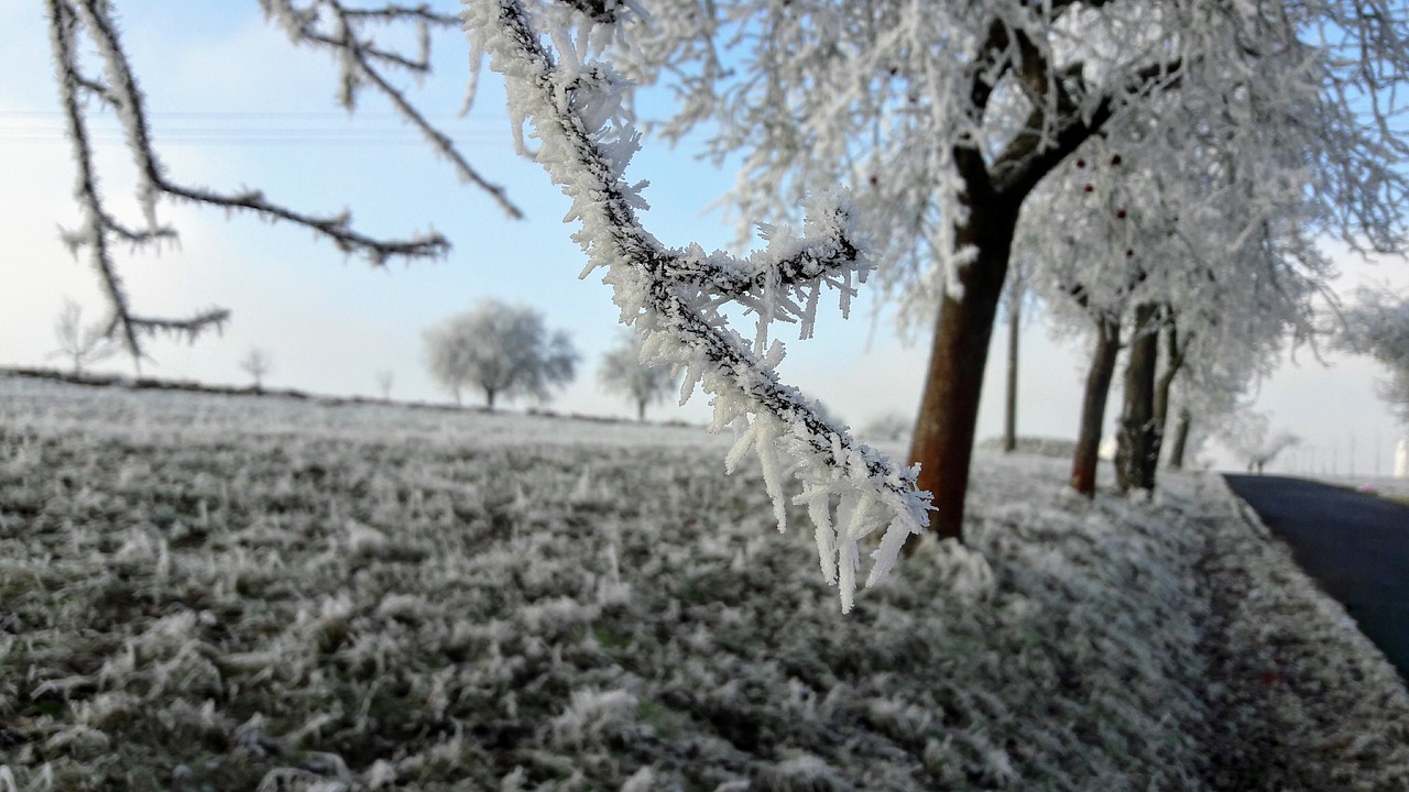 frost new year winter free photo