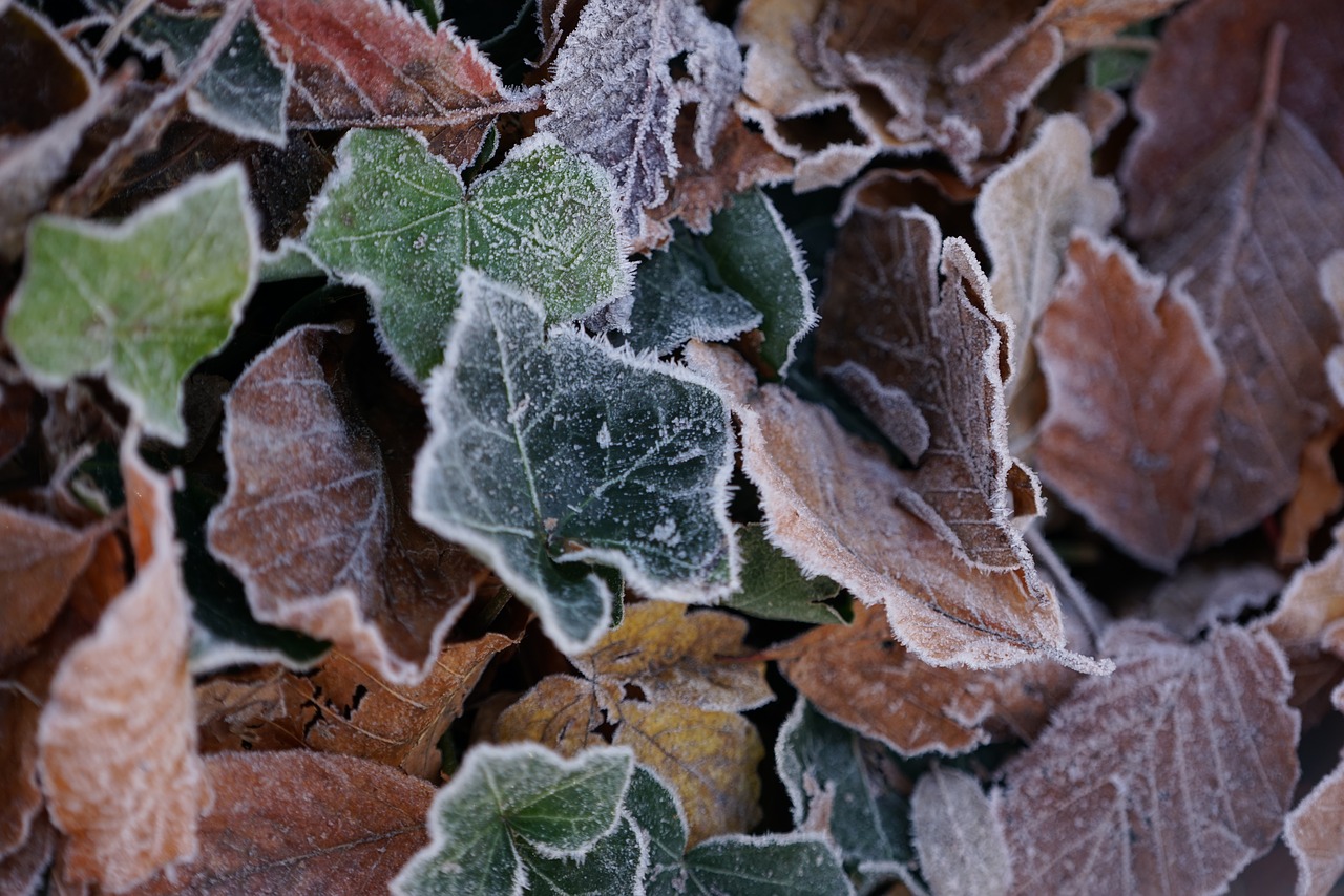 frost defoliation dead leaves free photo