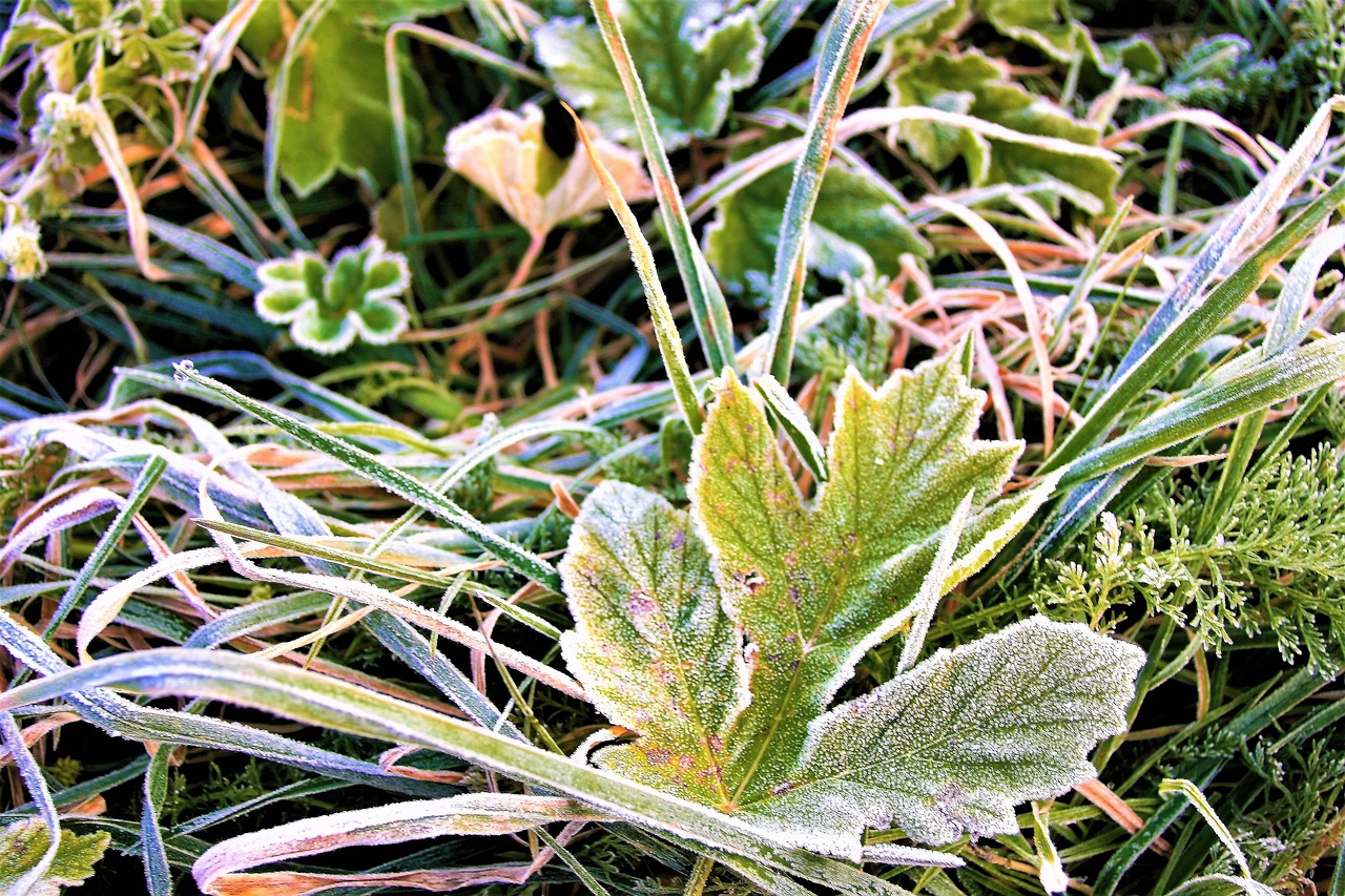 frost morning frozen leaf free photo