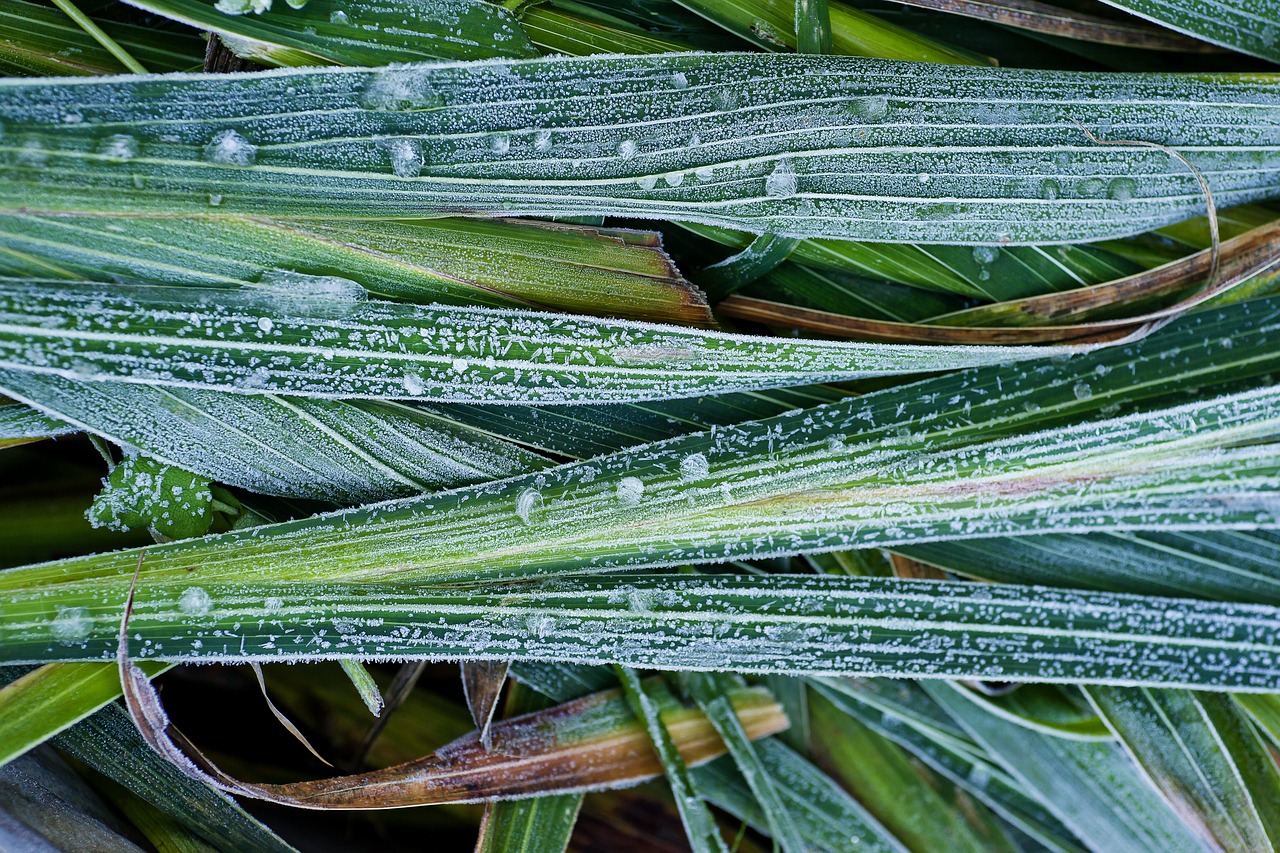 frost grass autumn free photo