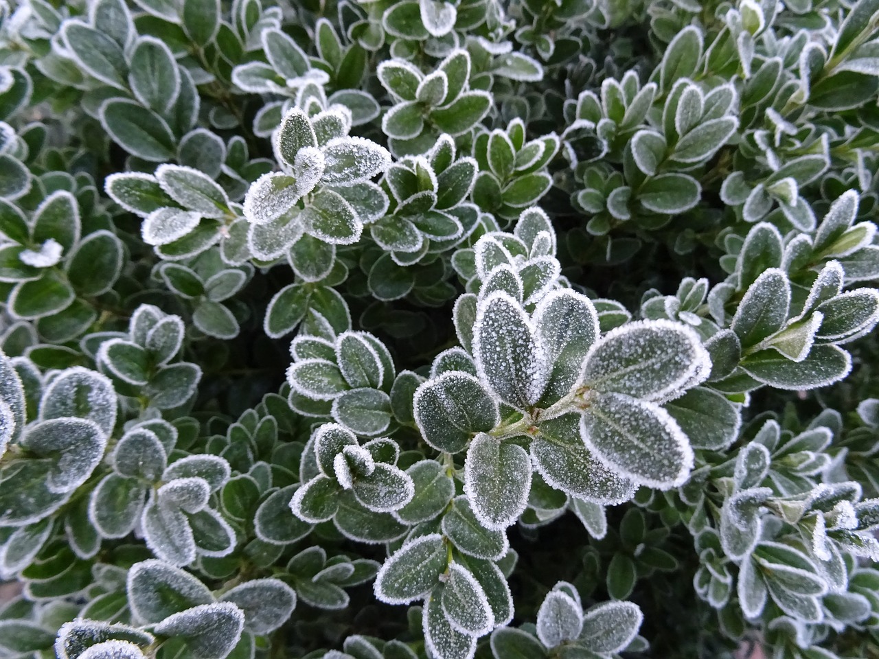 frost winter nature free photo