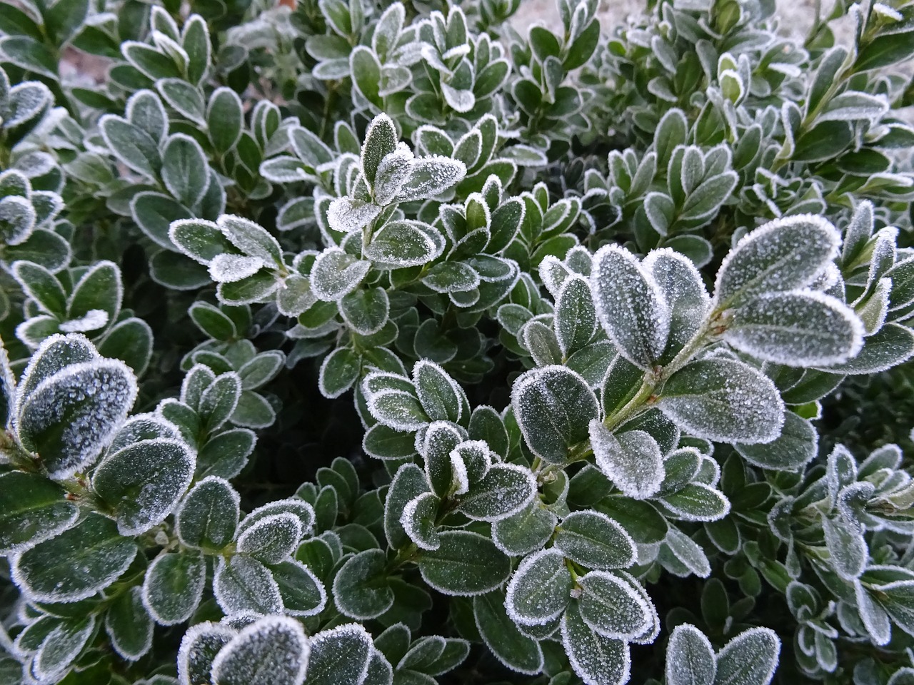 frost winter nature free photo