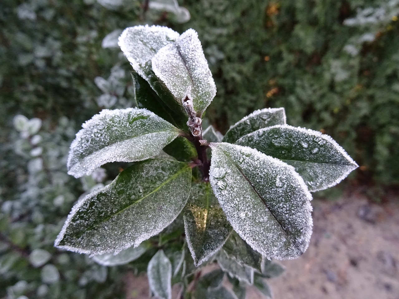 frost winter nature free photo