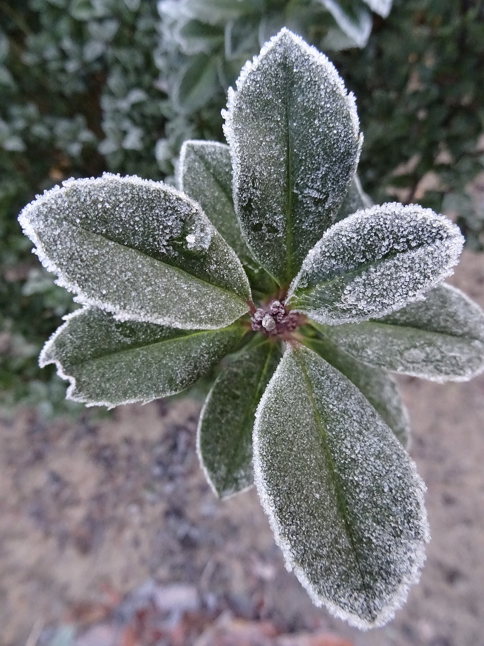 frost winter nature free photo