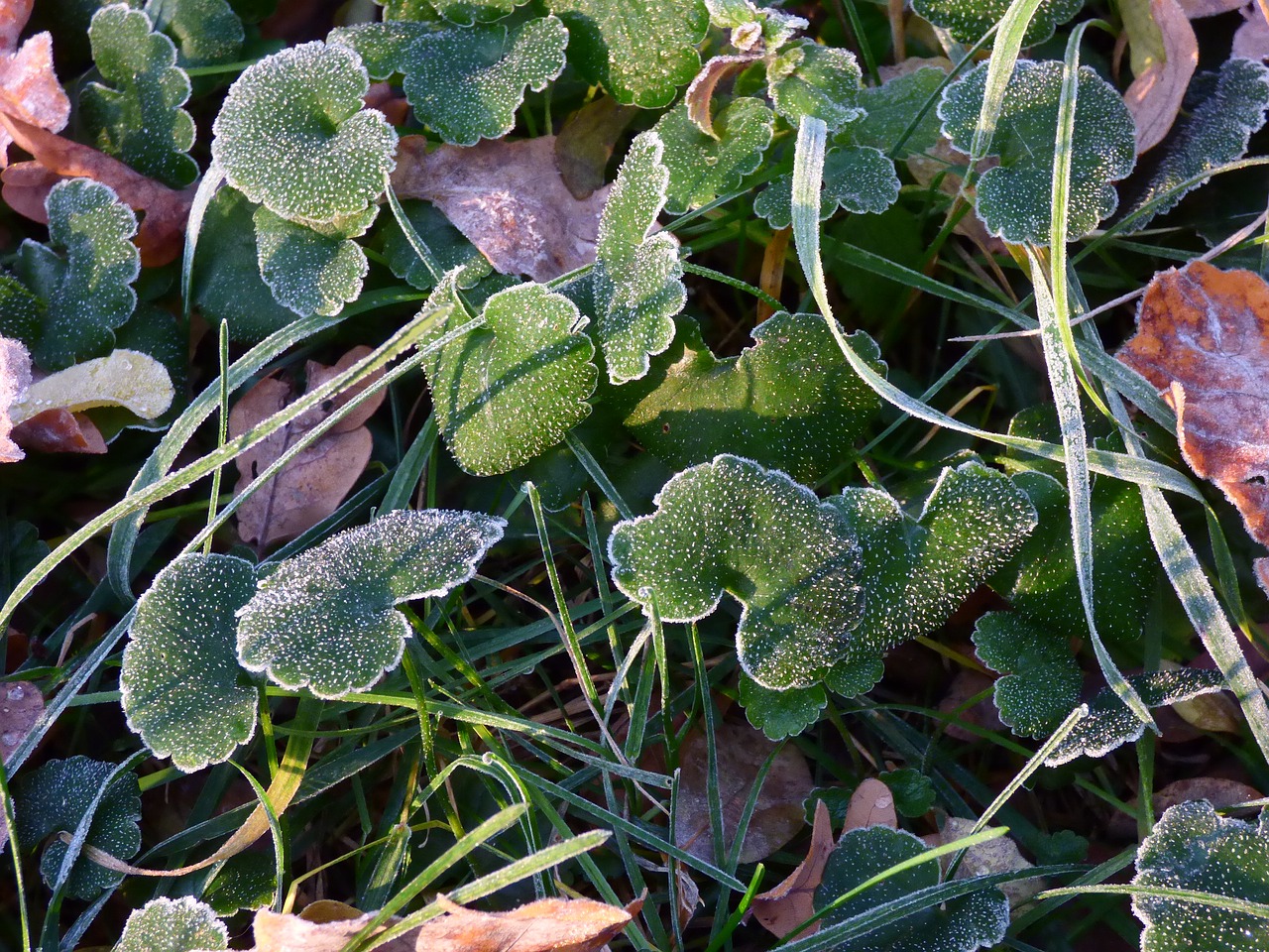 frost autumn freezing free photo