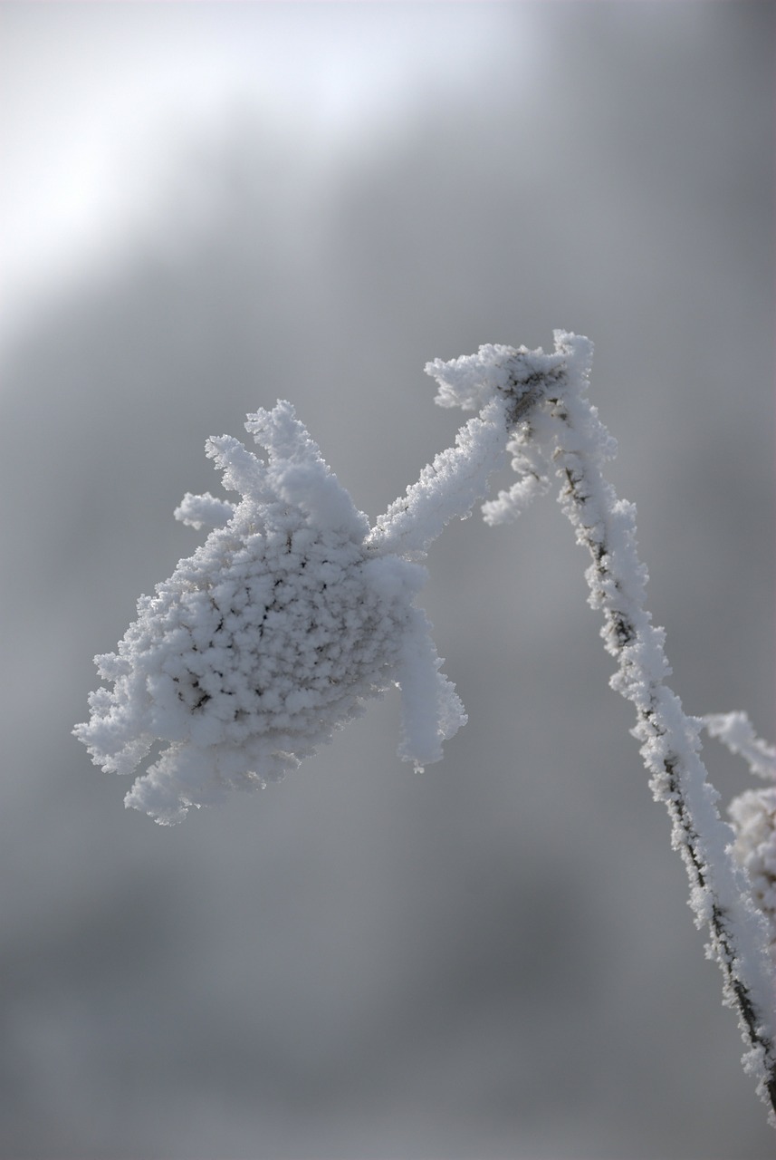 frost snow winter free photo