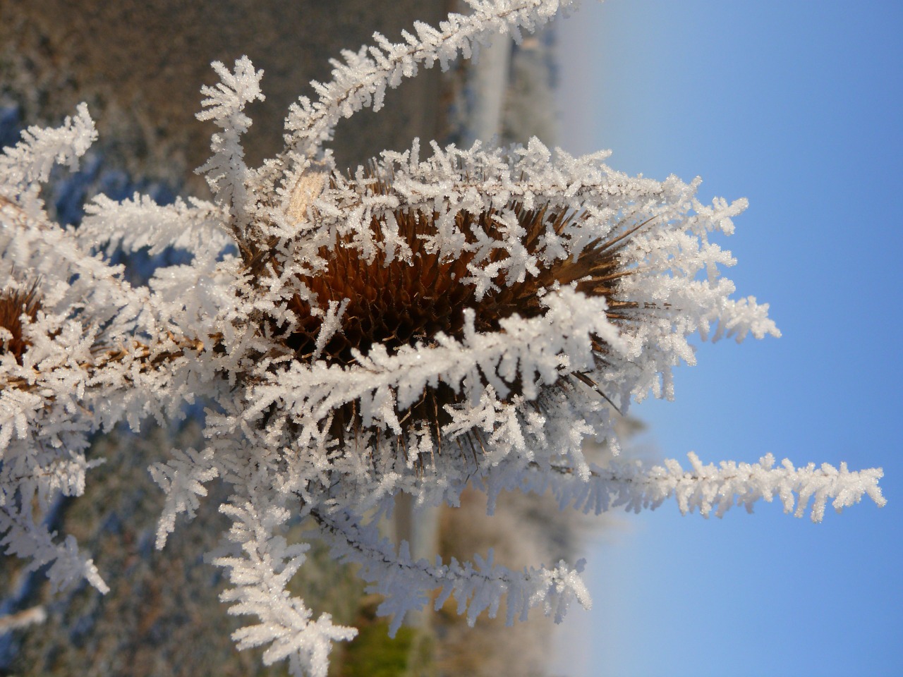 frost eiskristalle winter free photo