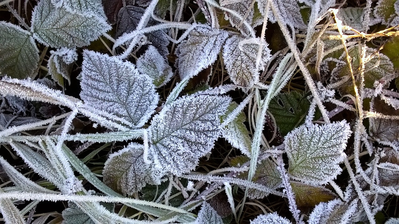 frost leaves frozen free photo