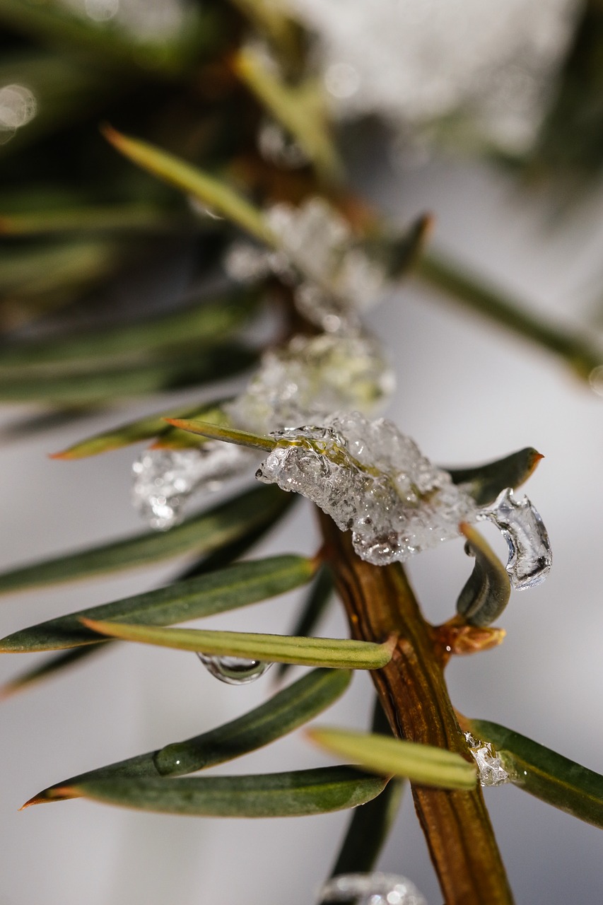 frost branch nature free photo