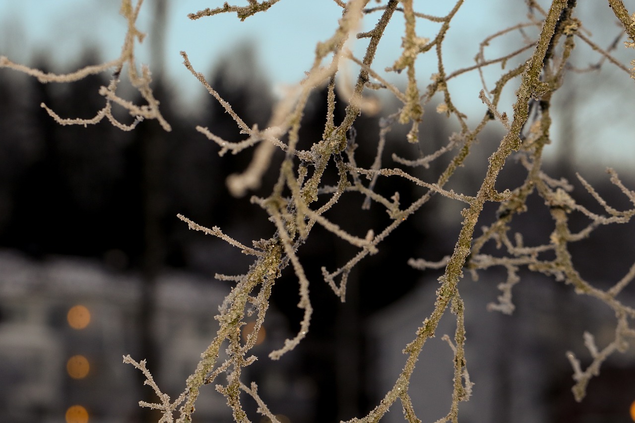 frost winter branch free photo