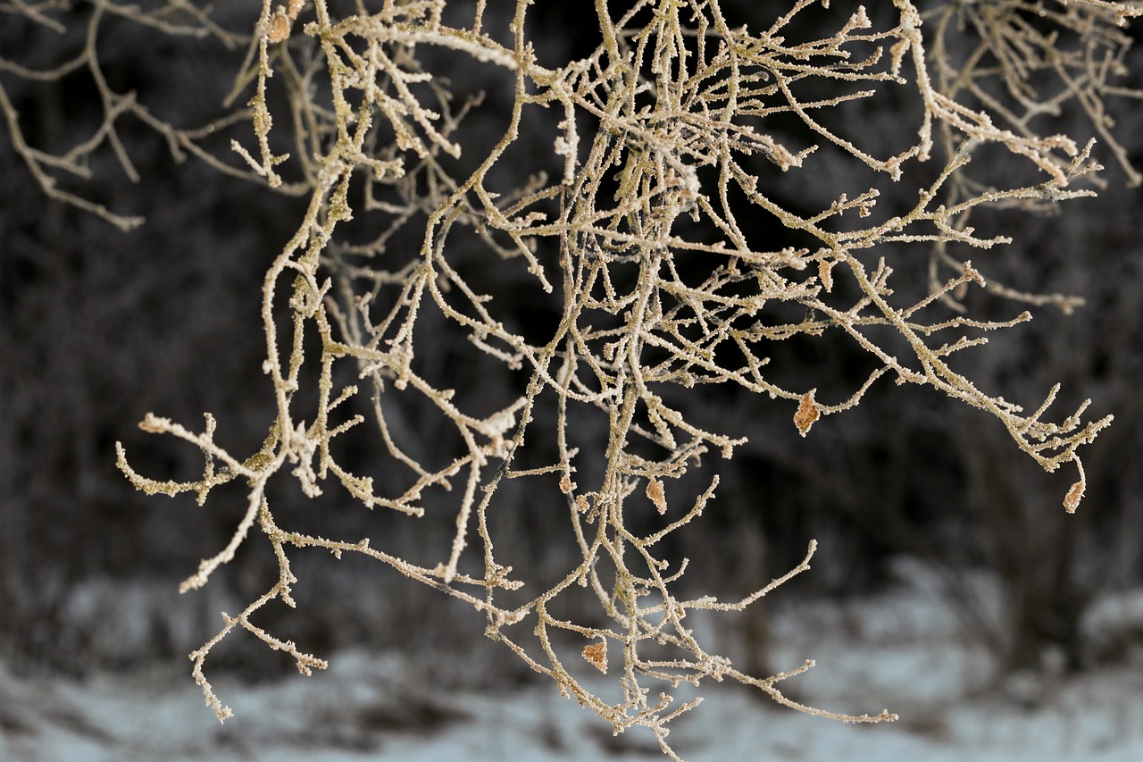 frost winter branch free photo