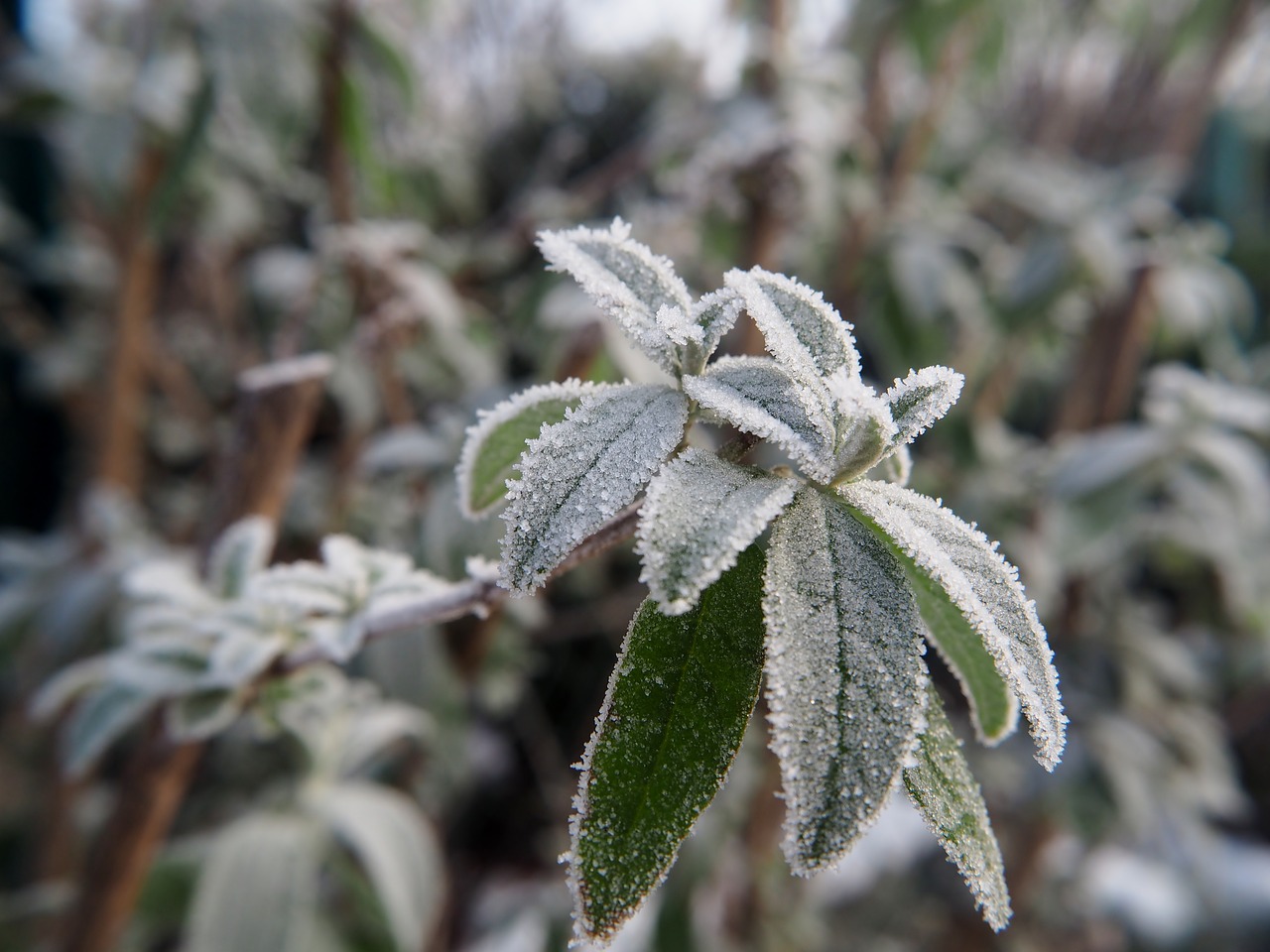 frost leaves plant free photo