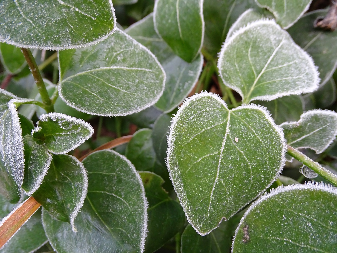 frost leaf cold free photo
