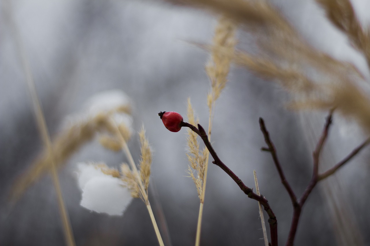 frost winter nature free photo