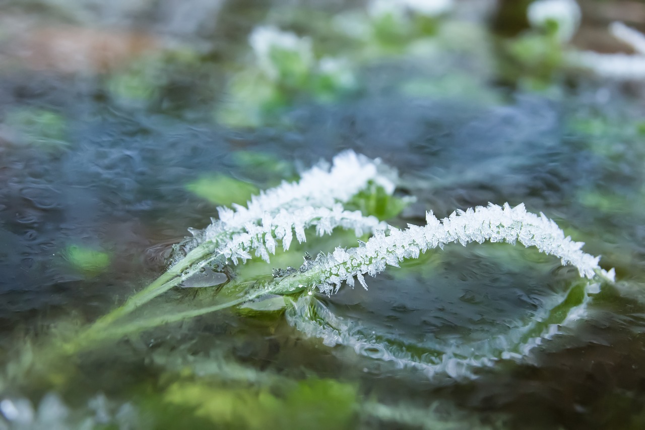frost ice eiskristalle free photo
