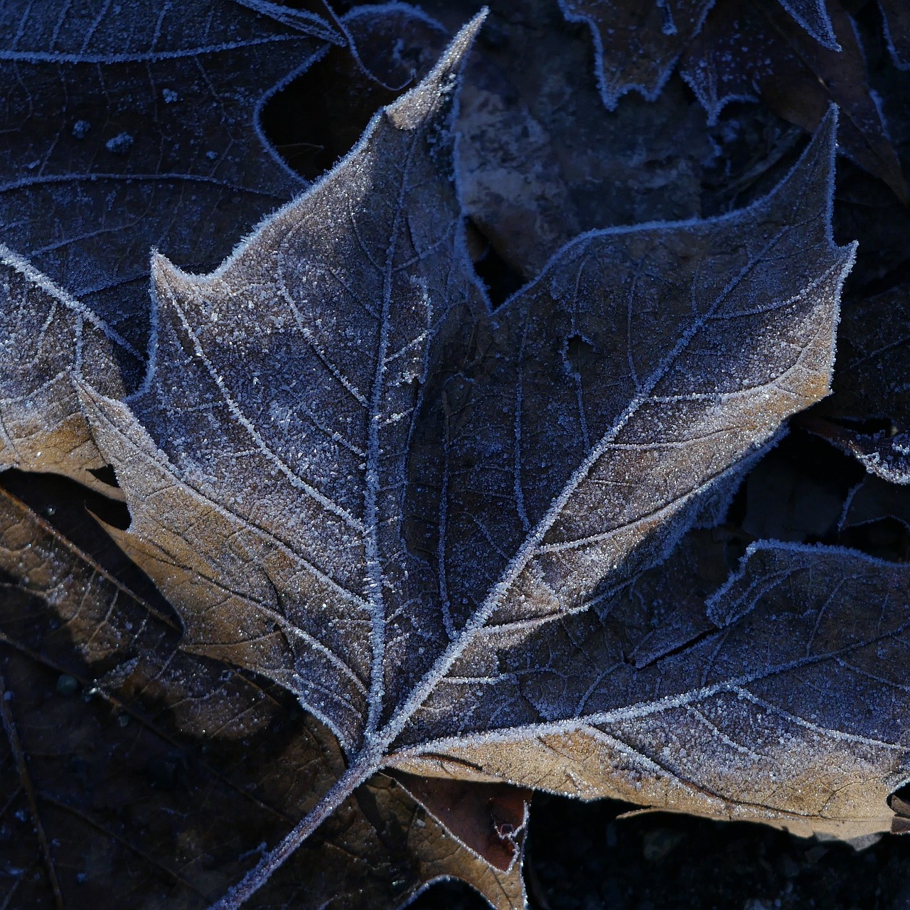 frost leaf frozen free photo