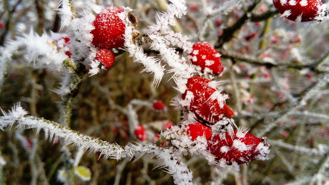 frost the fruit red wild rose free photo