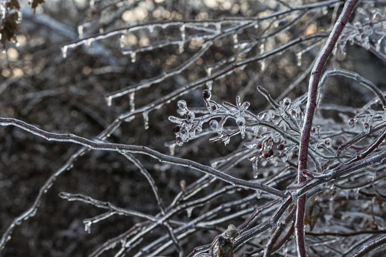 frost nature winter free photo