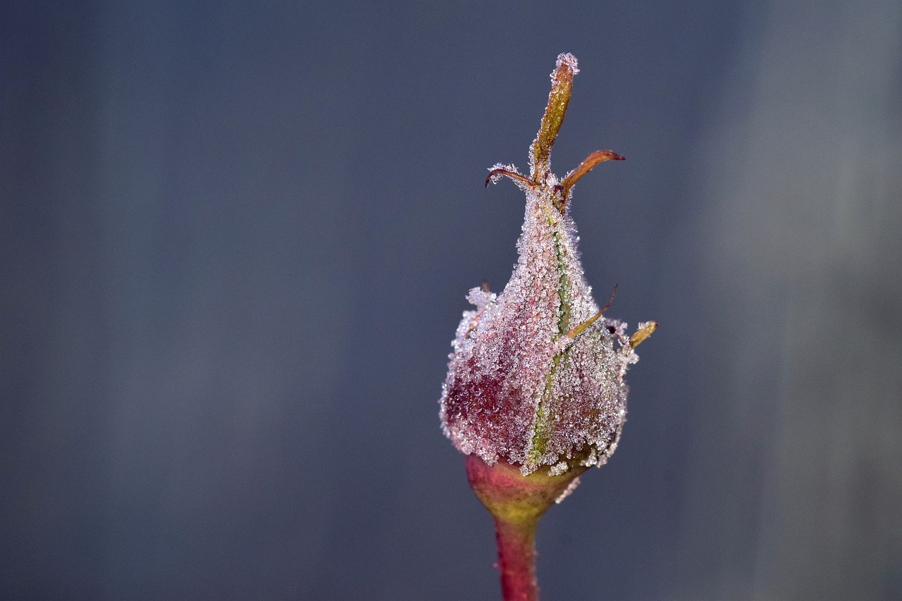 frost winter cold free photo