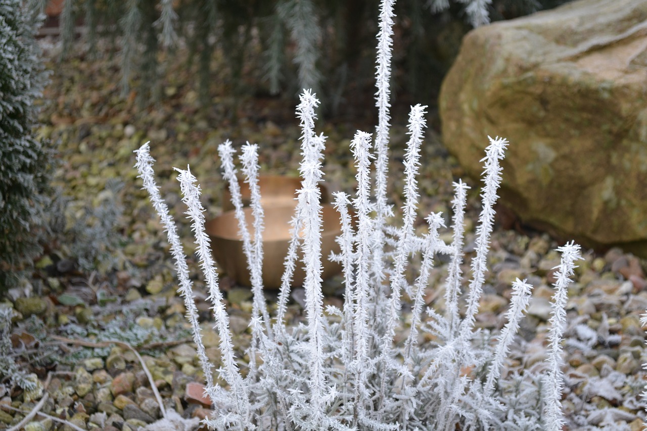 frost winter nature free photo