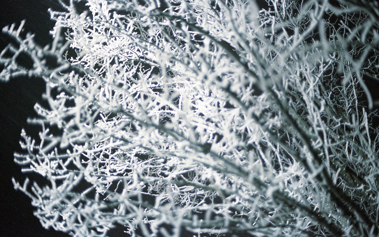 frost winter frozen free photo