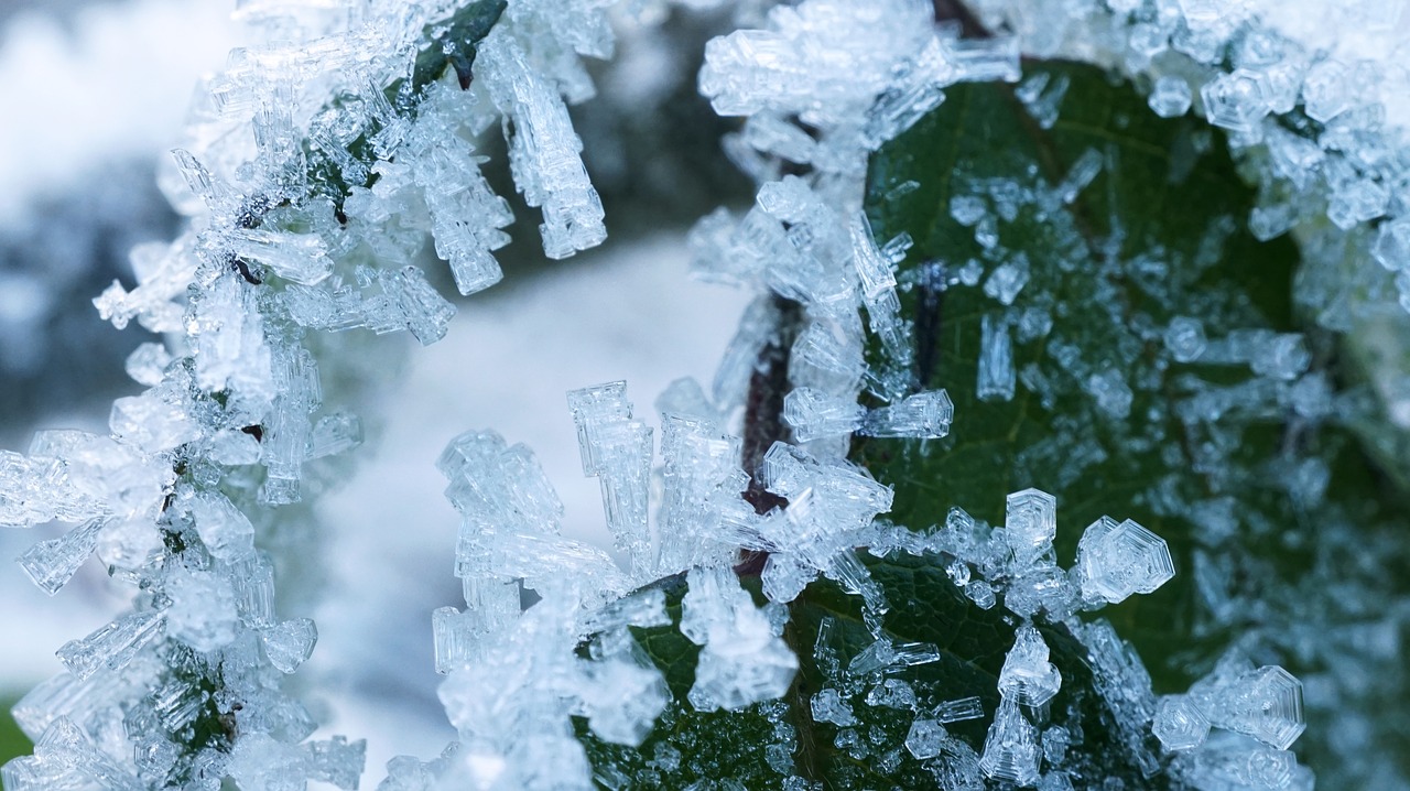 frost winter snow free photo