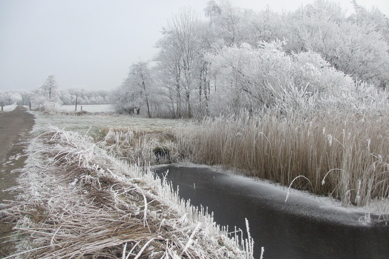 frost winter snow free photo