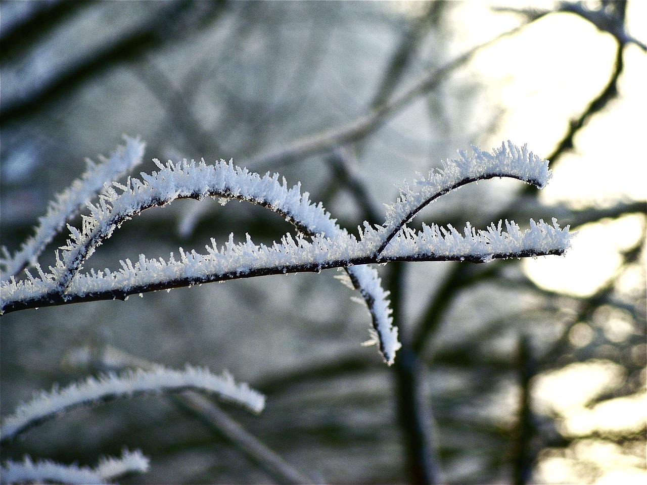 frost nature winter free photo