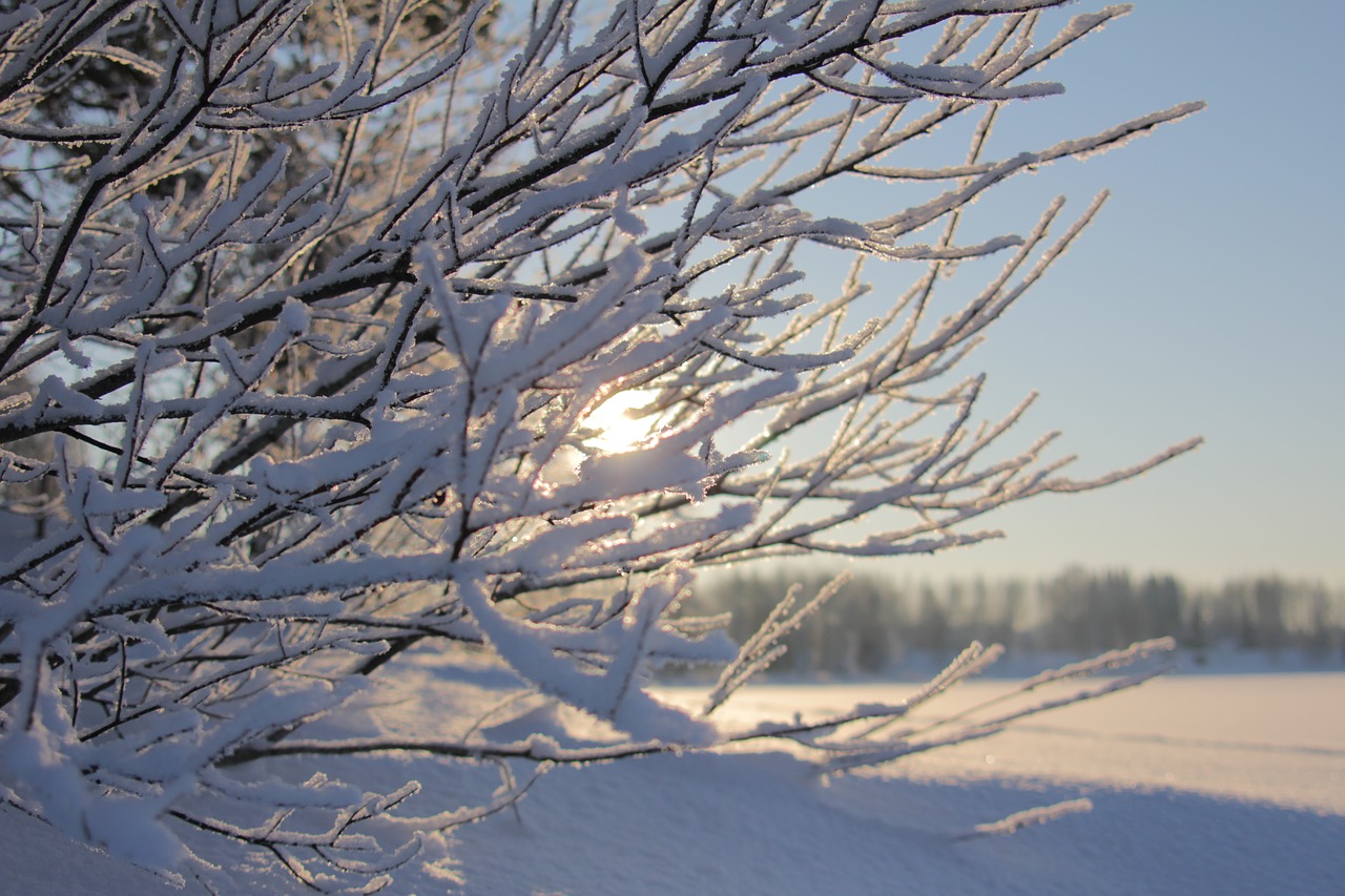 frost winter nature free photo